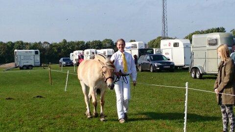 Fjordhest Højvanggaards saga - Kimbrerskuet 2014.  billede 4