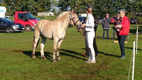 Fjordhest Højvanggaards saga - Kimbrerskuet 2014.  billede 5