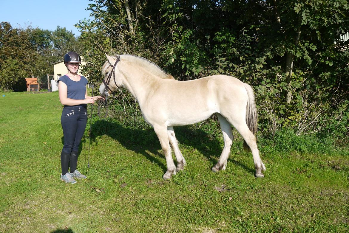 Fjordhest Højvanggaards saga - Træning hjemme sensommeren 2014.  billede 7
