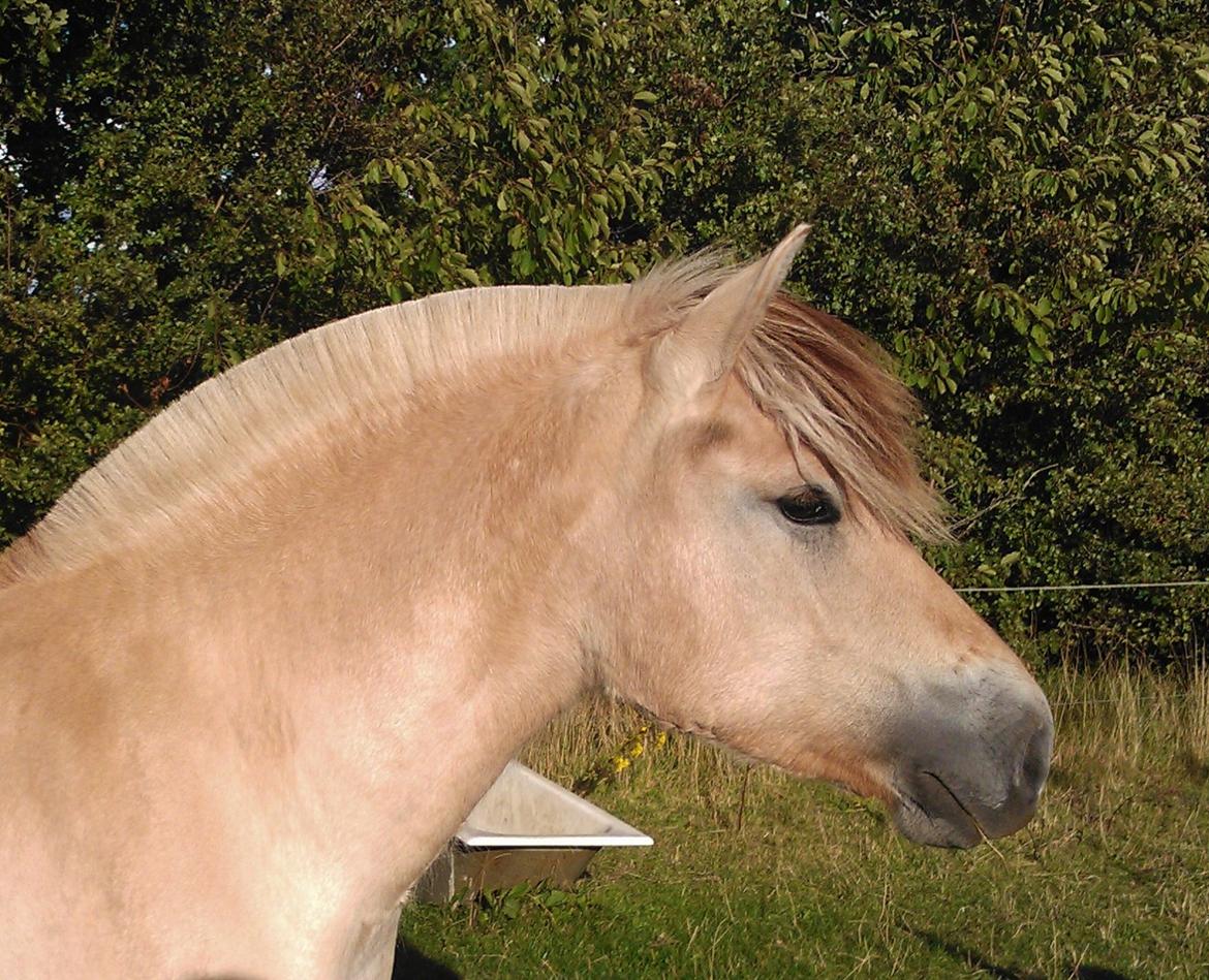 Fjordhest Højvanggaards saga - Saga 1 års billede 1