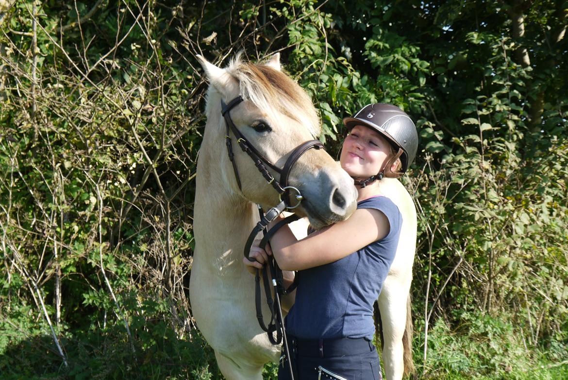 Fjordhest Højvanggaards saga billede 8