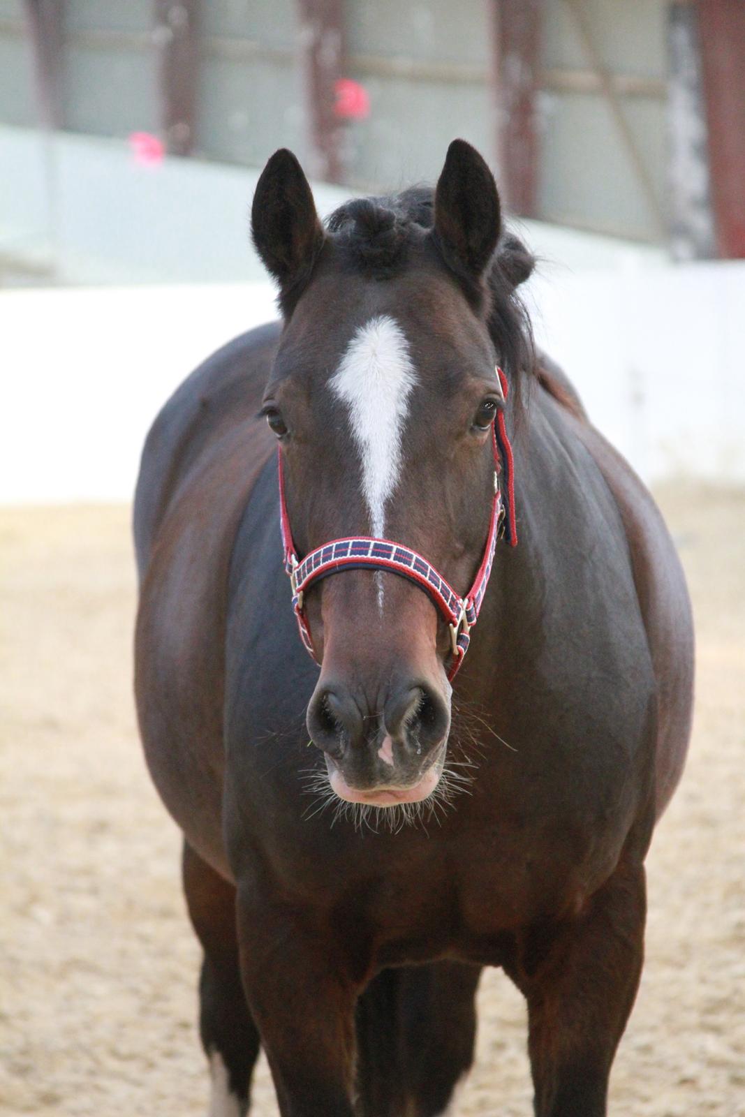 Irish Cob Romany's Hot Chokolate <3 R.I.P <3 - Smukke <3 billede 16