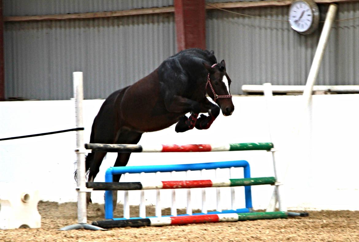 Irish Cob Romany's Hot Chokolate <3 R.I.P <3 - Chokolate løsspringer for første gang - 115 cm :) <3  billede 15