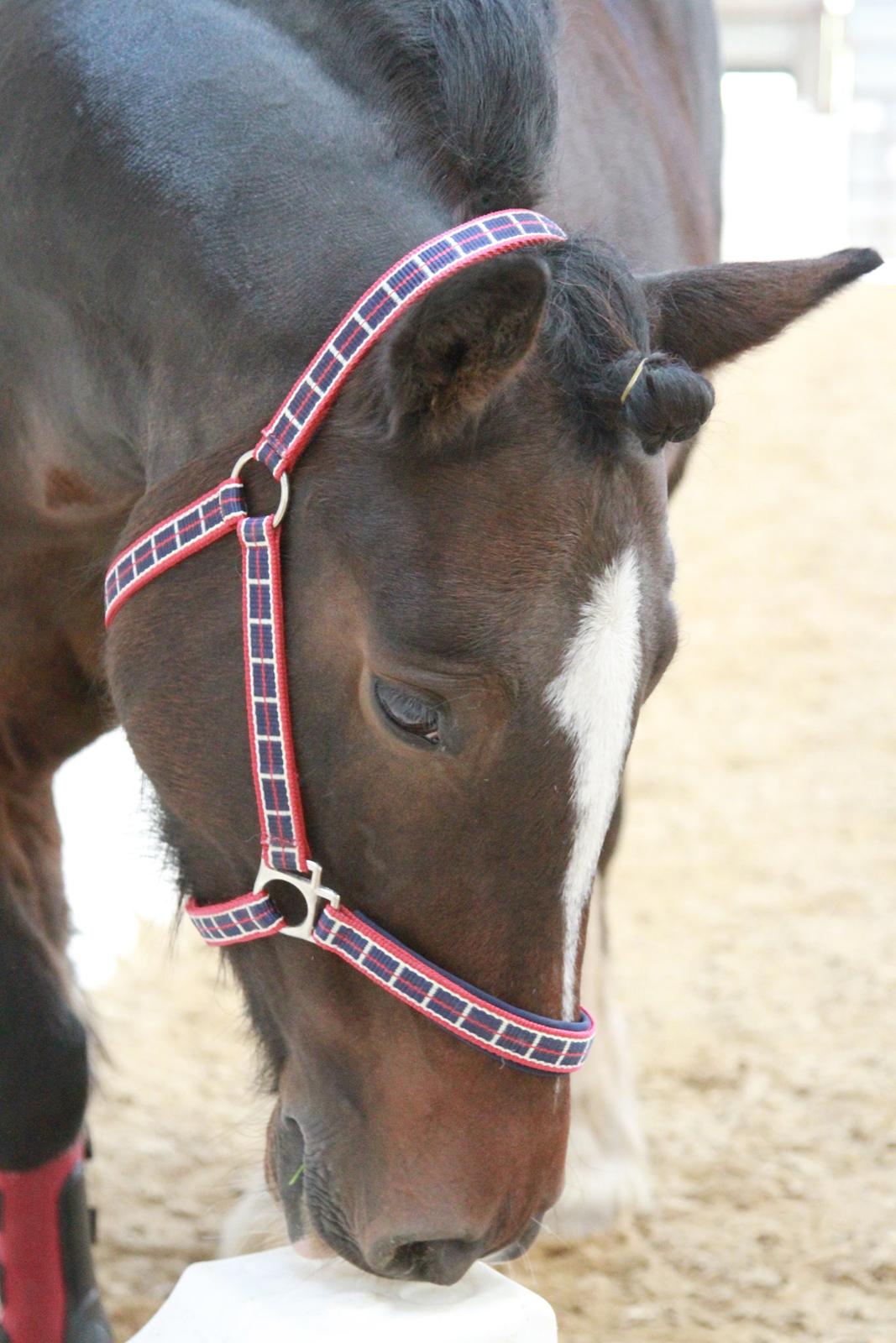 Irish Cob Romany's Hot Chokolate <3 R.I.P <3 billede 17