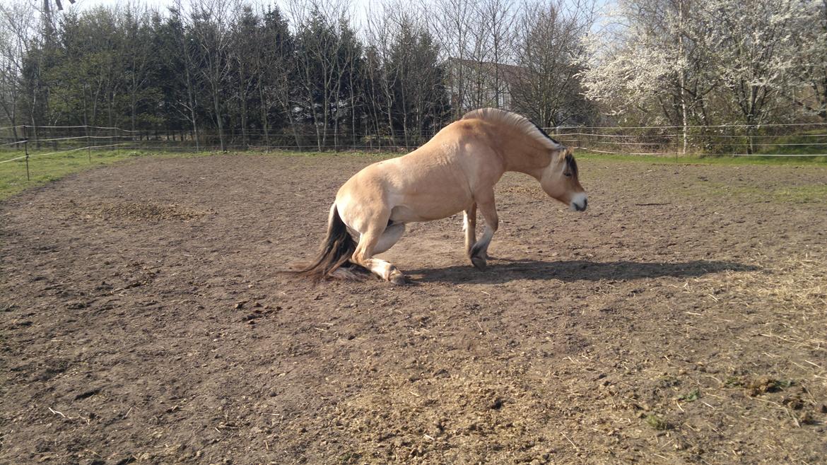 Fjordhest JEPPELINE billede 5