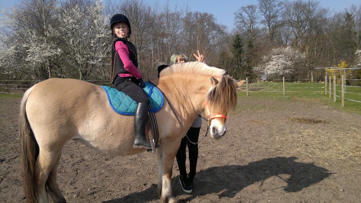 Fjordhest JEPPELINE billede 2