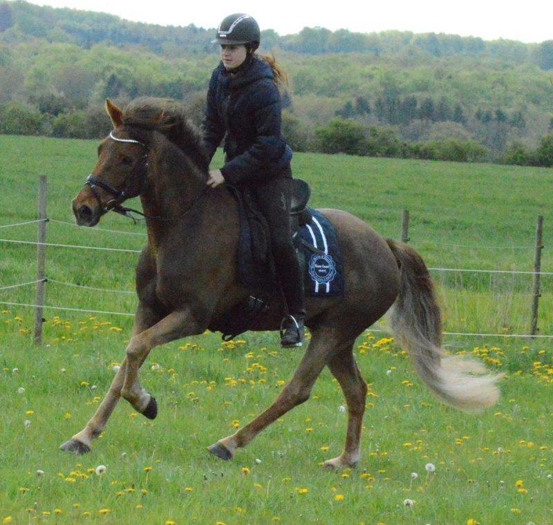 New Forest Elmholts Rekord billede 23