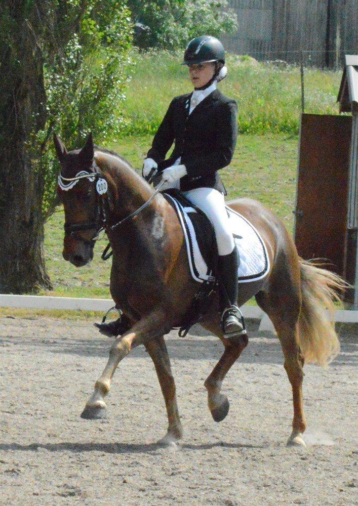 New Forest Elmholts Rekord billede 5