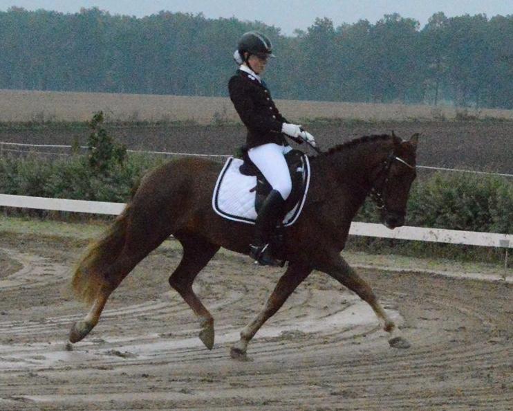 New Forest Elmholts Rekord - Championat 5 års. La5 til 68% billede 6