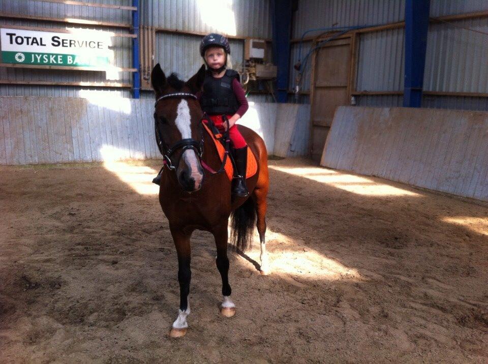 Anden særlig race Bakkegaardens Surprice *SOLGT* billede 6