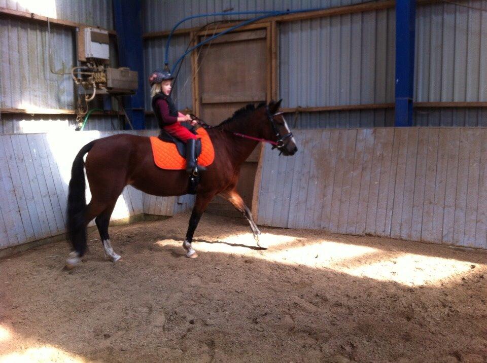 Anden særlig race Bakkegaardens Surprice *SOLGT* billede 8