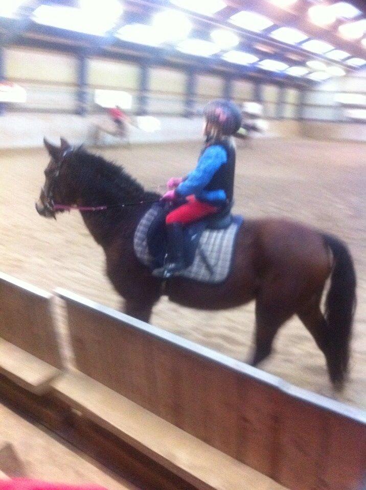 Anden særlig race Bakkegaardens Surprice *SOLGT* billede 15