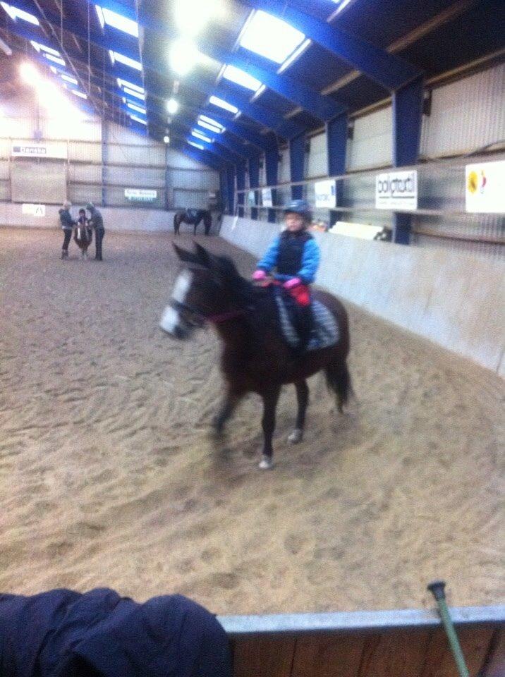 Anden særlig race Bakkegaardens Surprice *SOLGT* billede 16