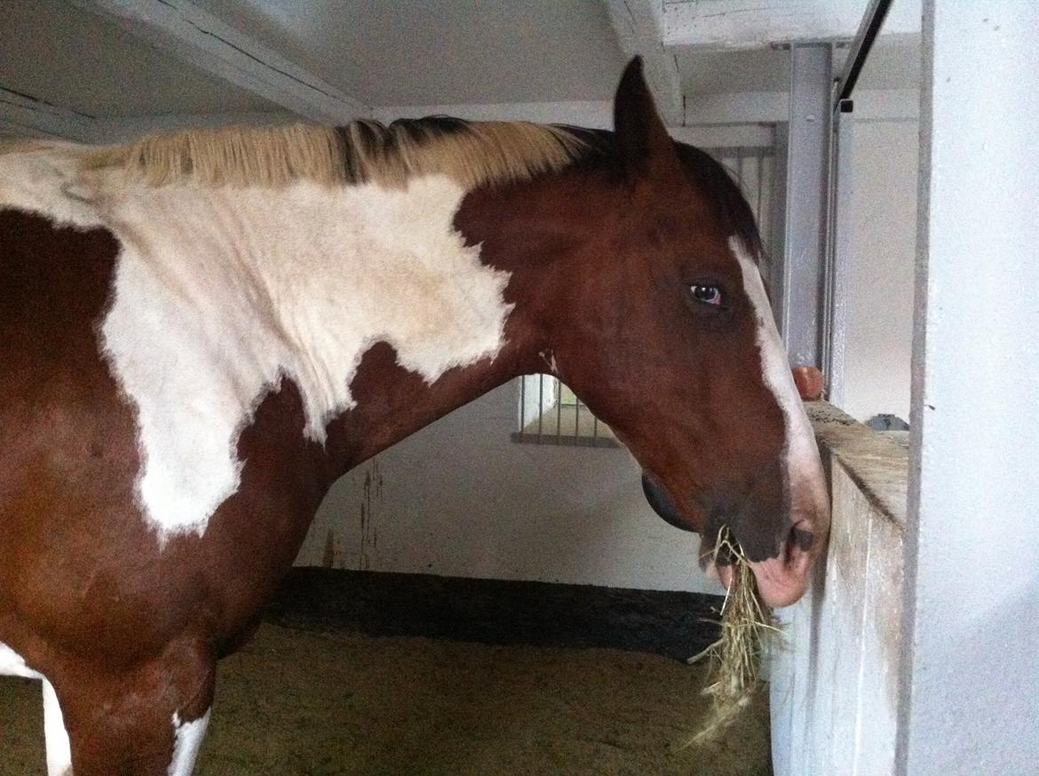 Pinto Crazy's Crash billede 7