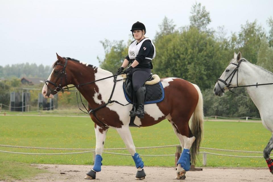 Pinto Crazy's Crash billede 10