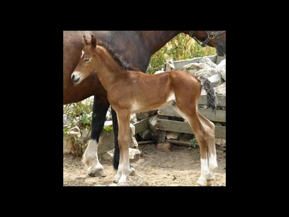 Welsh Pony af Cob-type (sec C) Gribsvads Rhapsodi billede 5