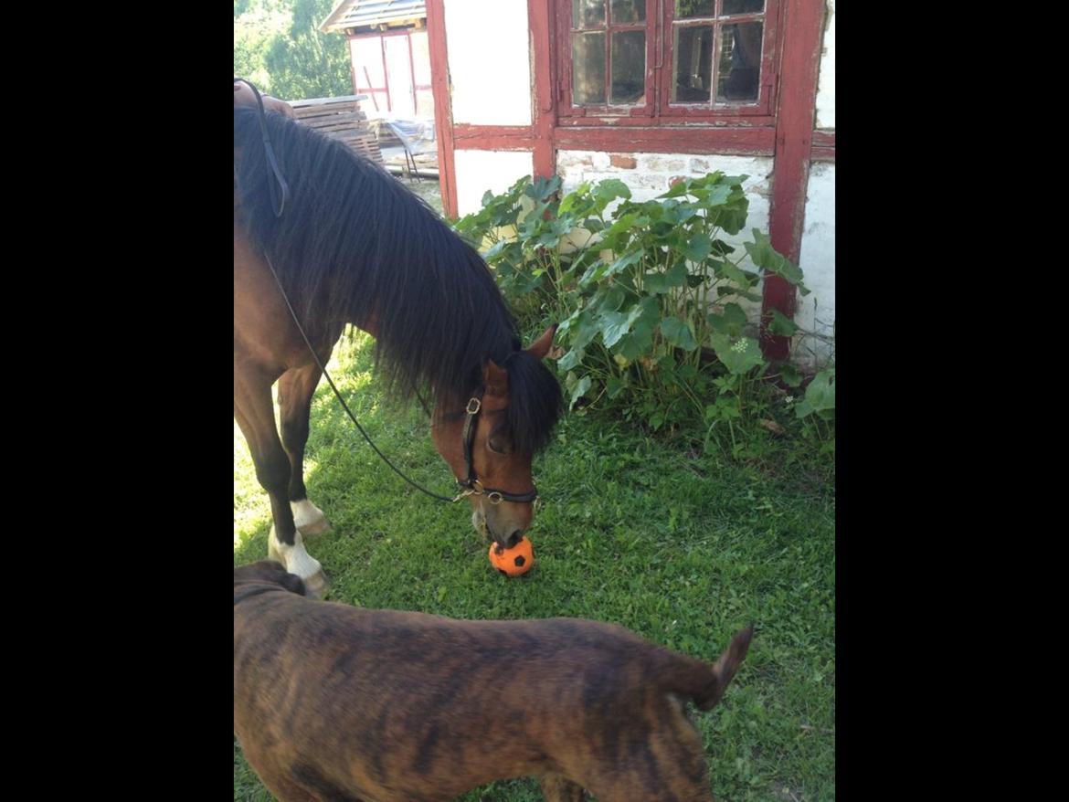 Welsh Pony af Cob-type (sec C) Gribsvads Rhapsodi billede 8