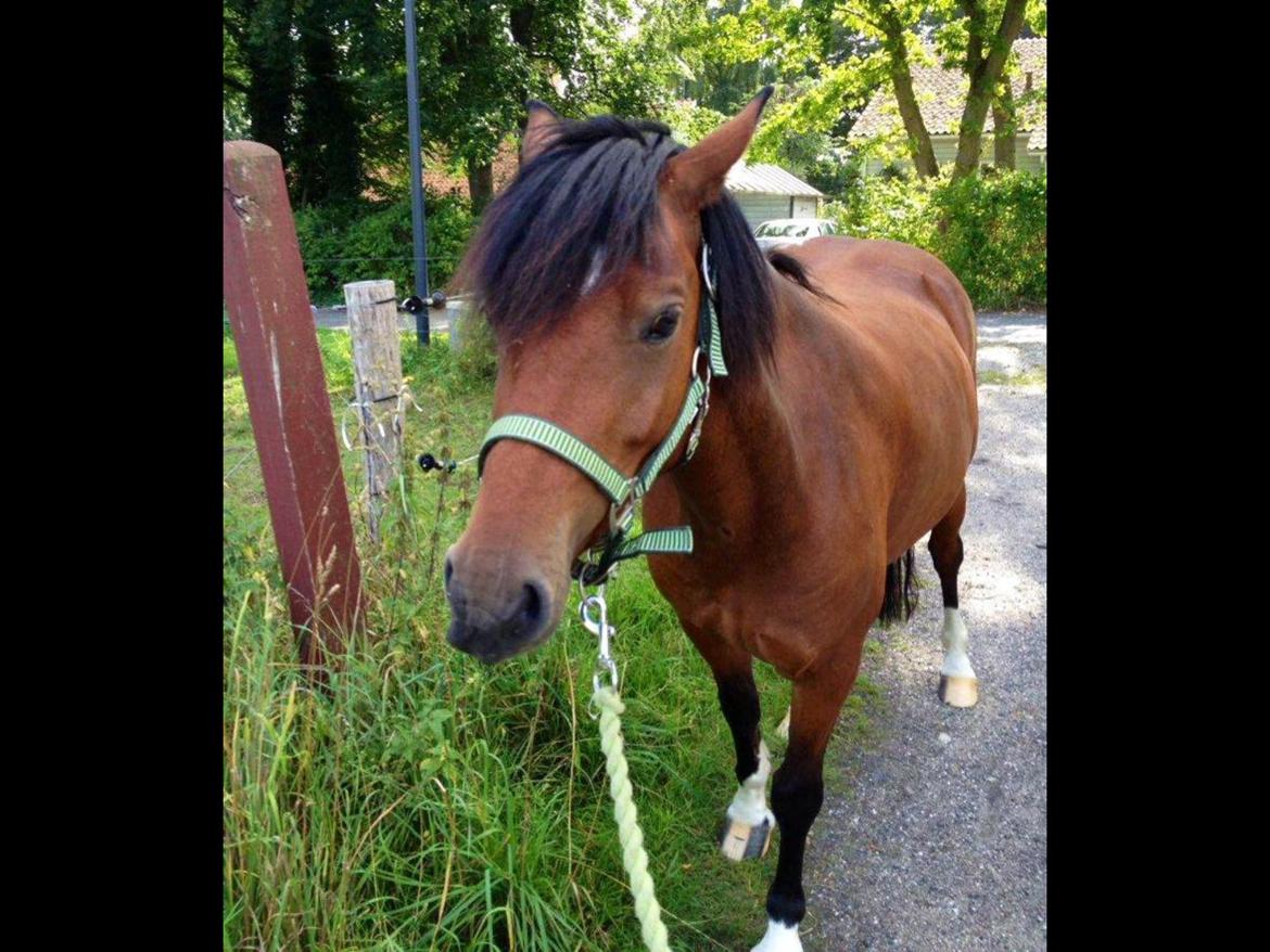 Welsh Pony af Cob-type (sec C) Gribsvads Rhapsodi billede 10