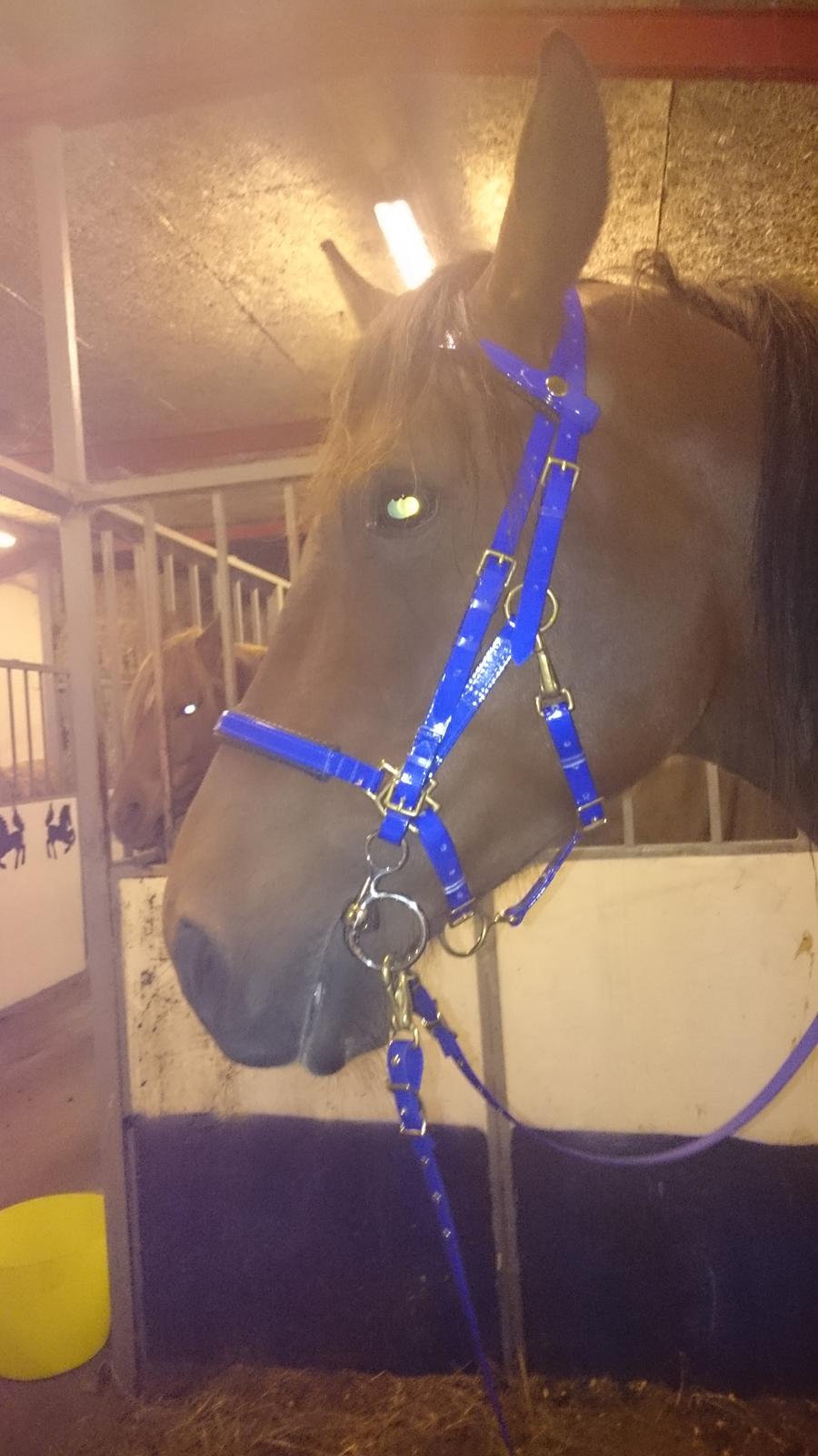 Shagya Araber (SH) Bahebec Takhises *Basse* - *SOLGT* billede 23