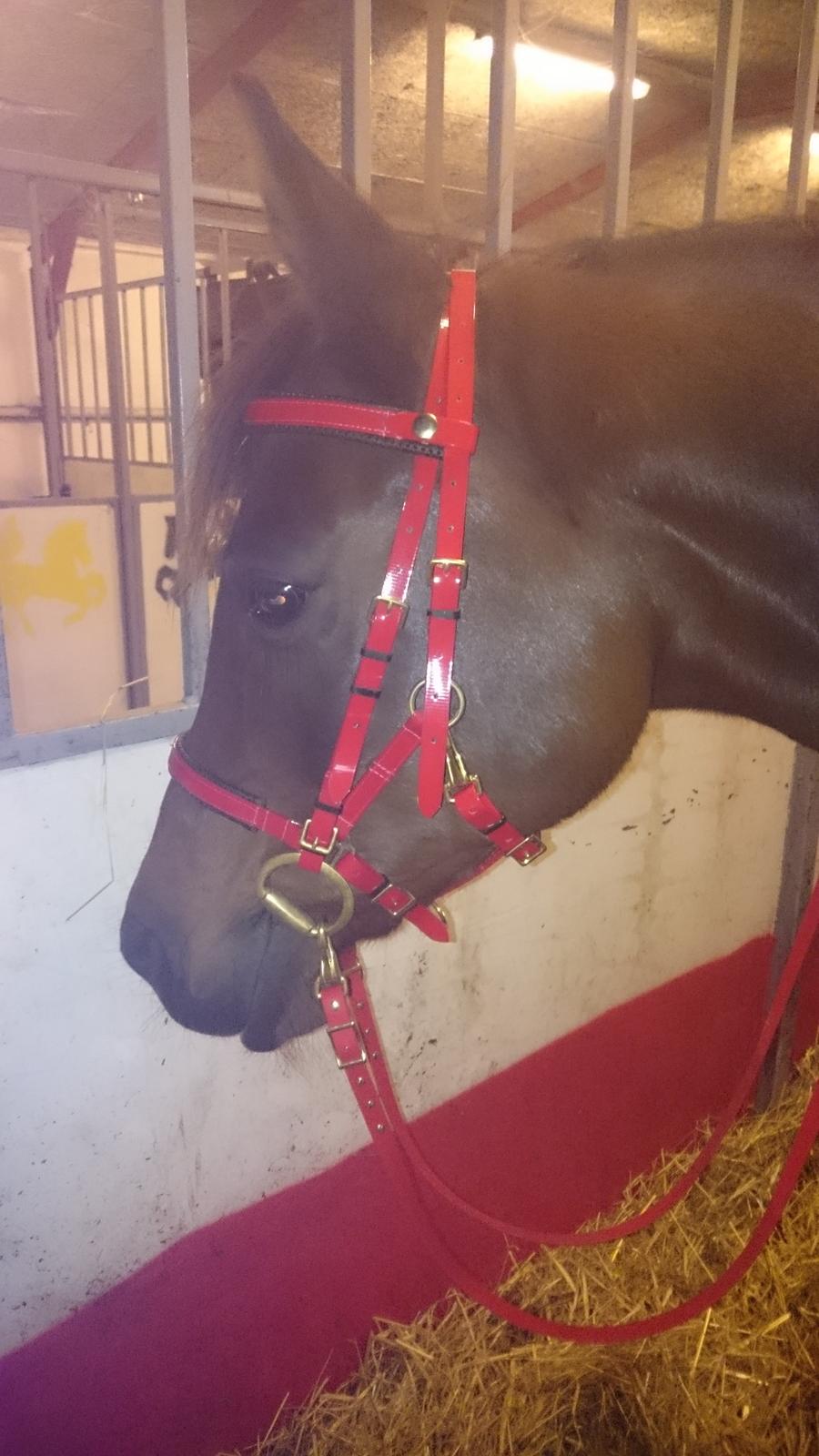 Arabisk fuldblod (OX) E'salta ox  *SOLGT* billede 18