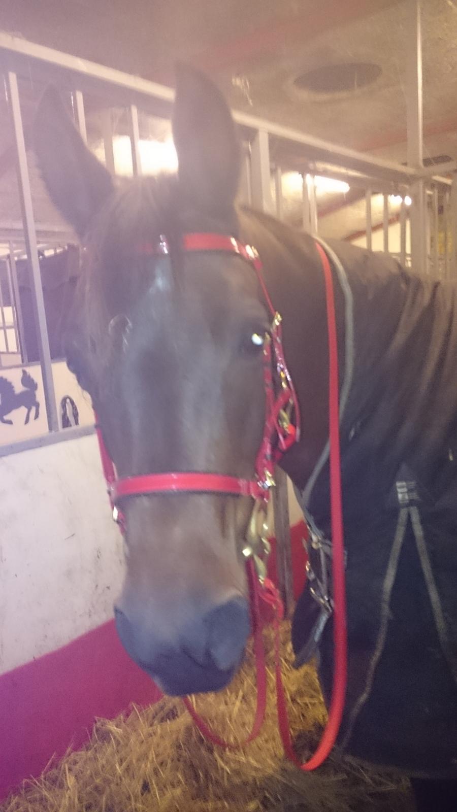 Arabisk fuldblod (OX) E'salta ox  *SOLGT* billede 19