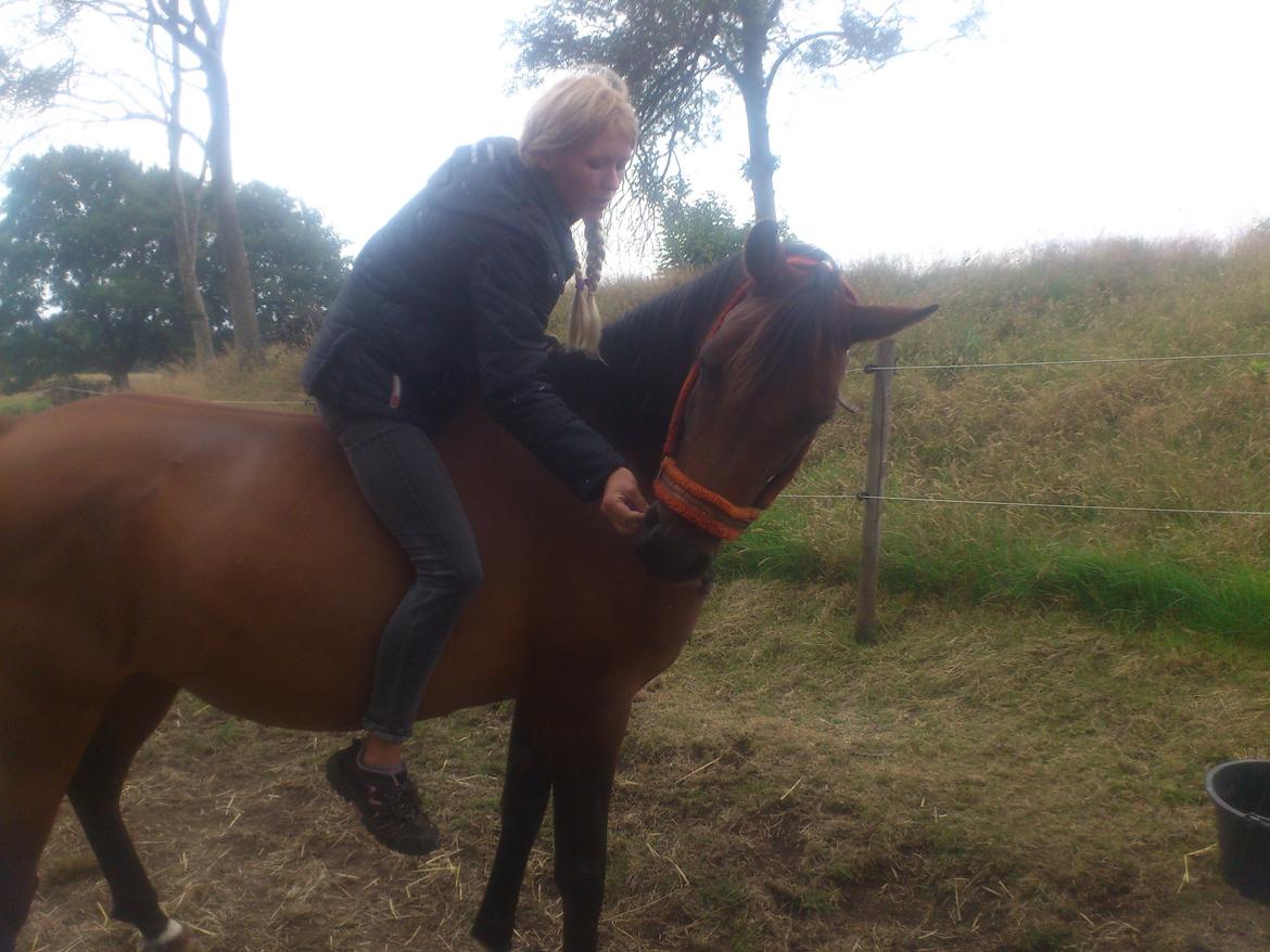 Arabisk fuldblod (OX) E'salta ox  *SOLGT* billede 20