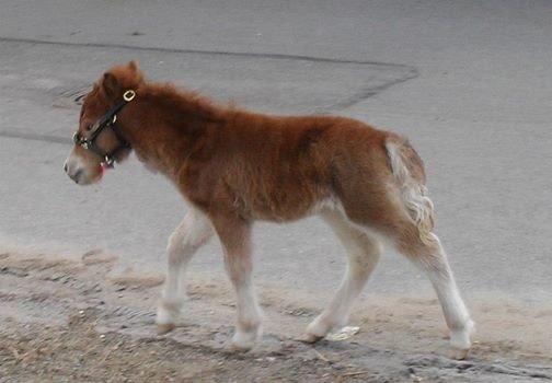 Shetlænder Thorshøjs Bondo billede 7