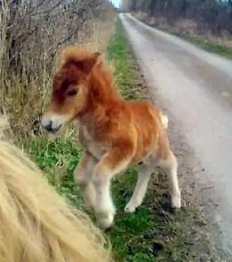 Shetlænder Thorshøjs Bondo billede 8