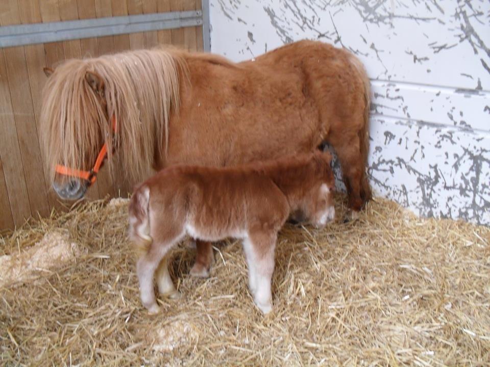 Shetlænder Thorshøjs Bondo billede 9