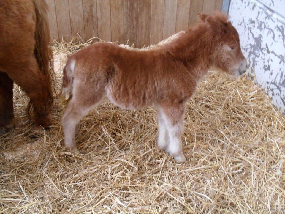 Shetlænder Thorshøjs Bondo billede 10