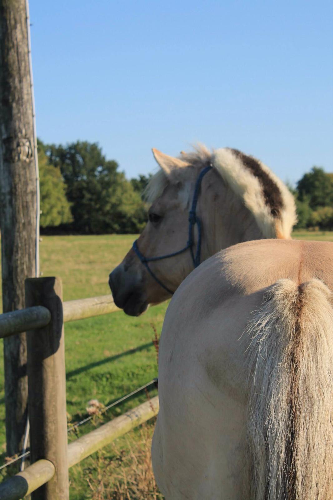 Fjordhest Fie billede 19