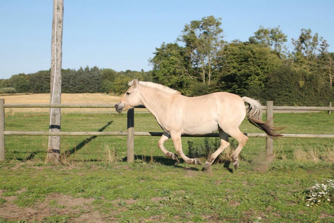 Fjordhest Fie billede 20