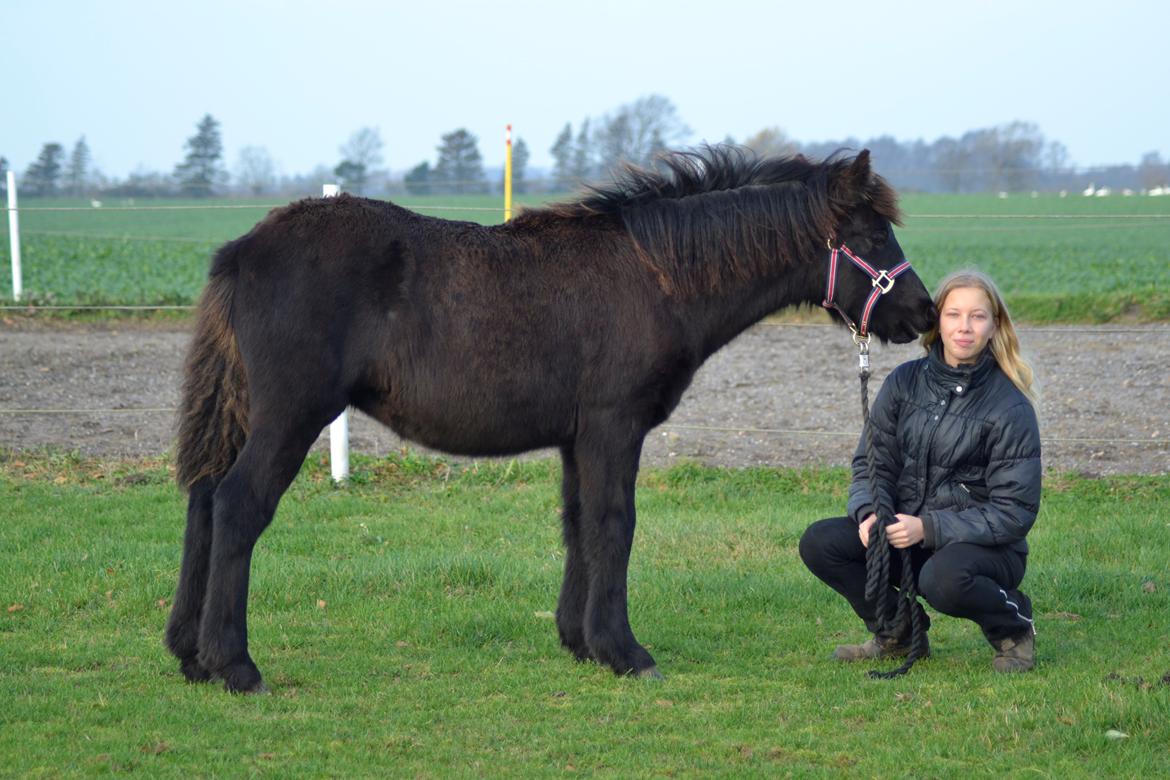 Islænder Máney Fra Ny Nørregård - 8. november 2014 billede 8