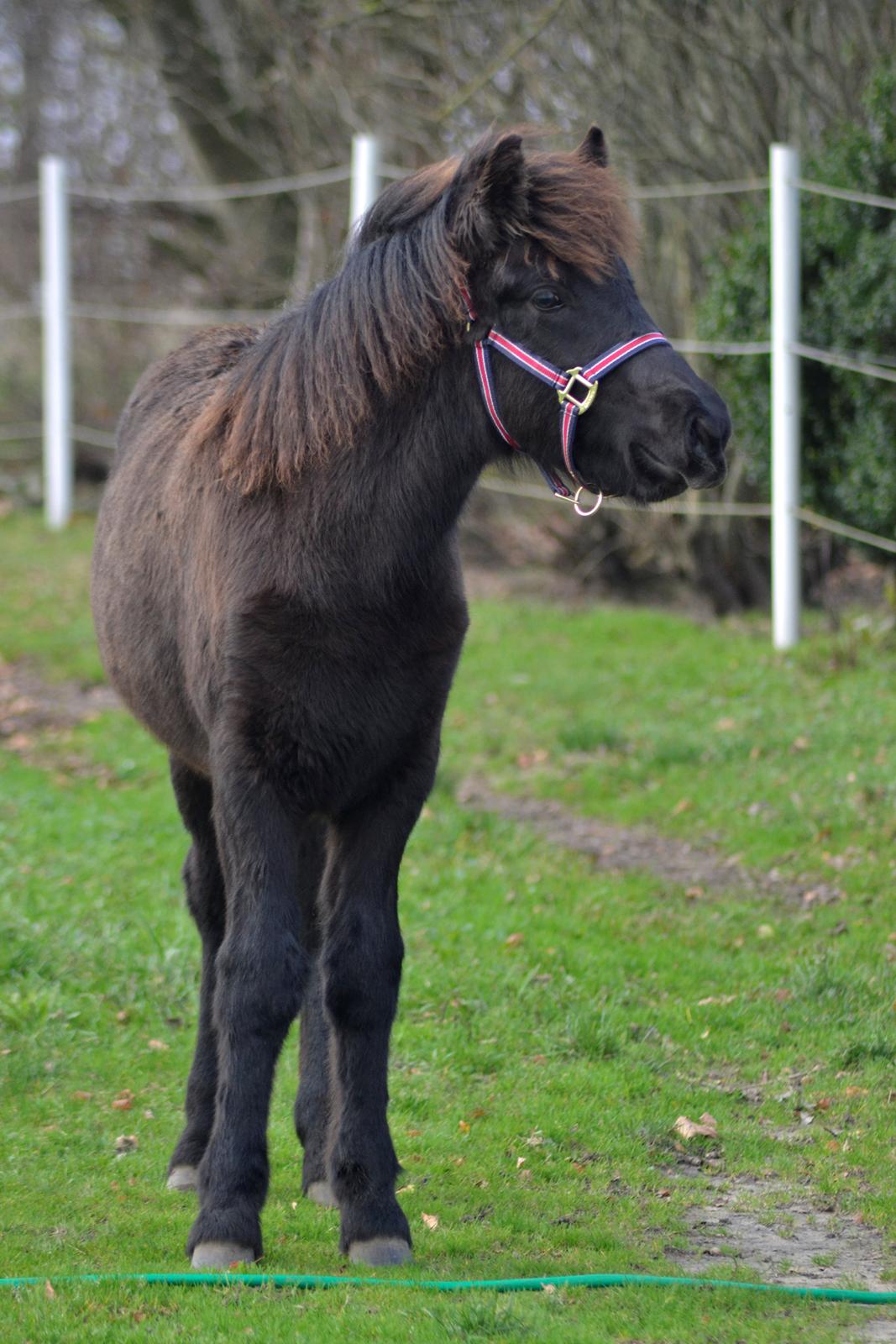 Islænder Máney Fra Ny Nørregård - 8. november 2014 billede 13