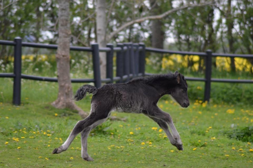 Islænder Máney Fra Ny Nørregård - 13. maj 2014 billede 4