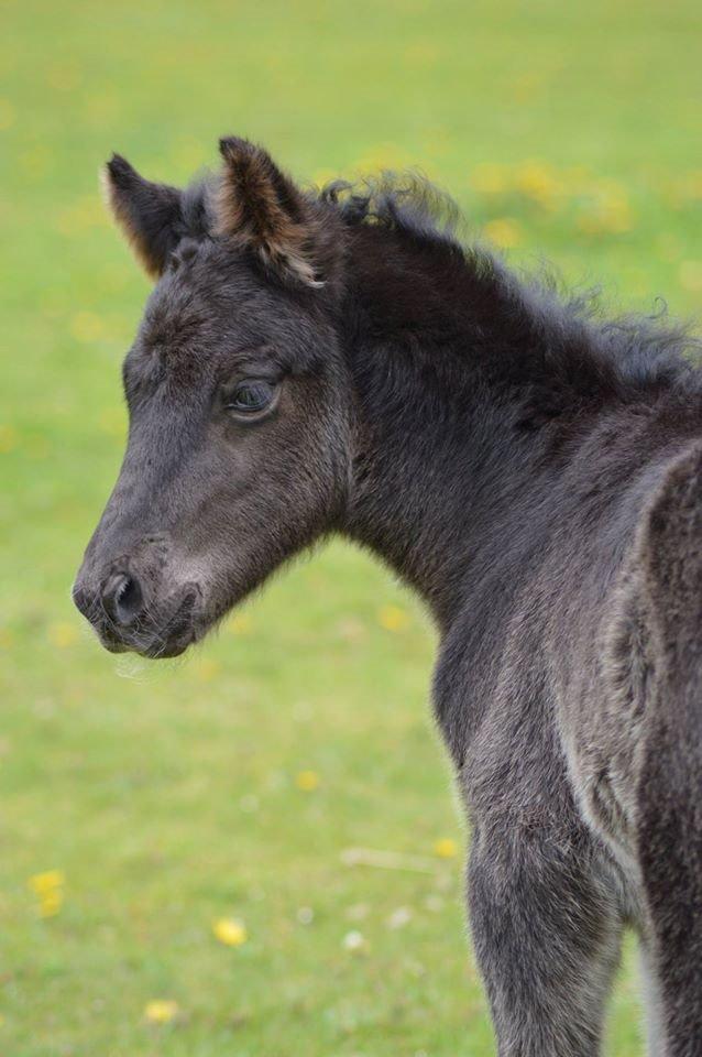 Islænder Máney Fra Ny Nørregård - 13. maj 2014 billede 15