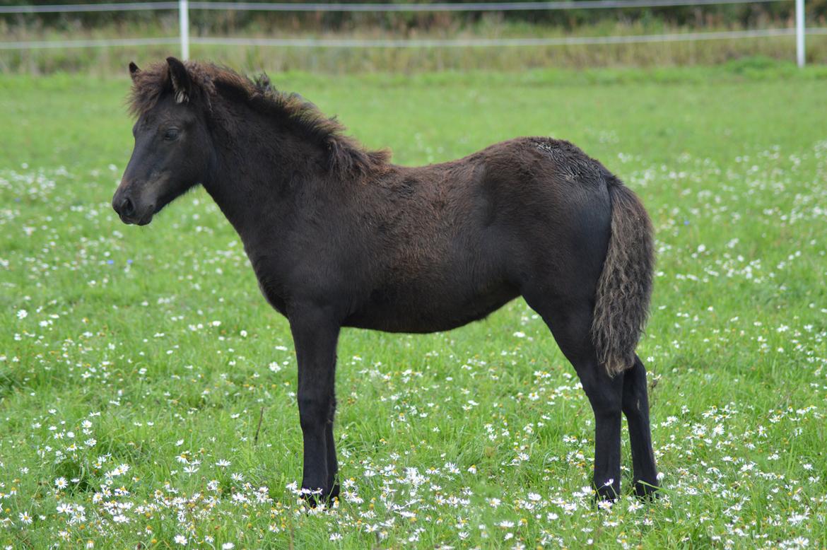 Islænder Máney Fra Ny Nørregård - August 2014 billede 16