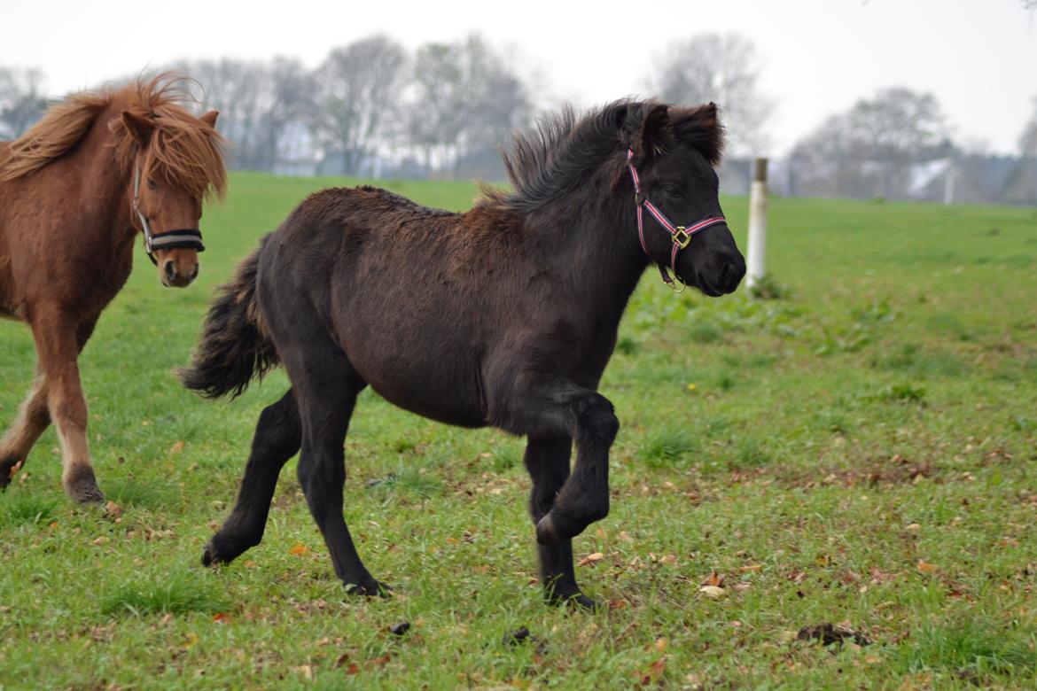 Islænder Máney Fra Ny Nørregård - 8. november 2014 billede 6