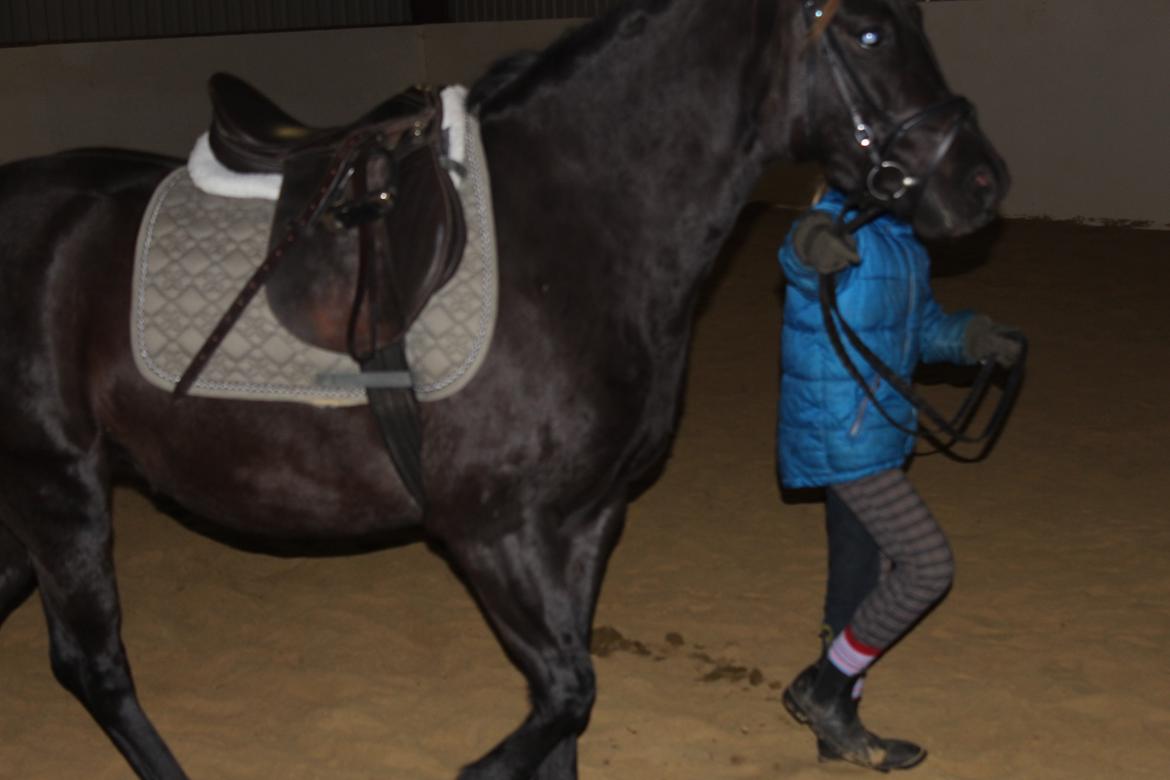 New Forest Oddens Siera - 14-11-14 ridning billede 17