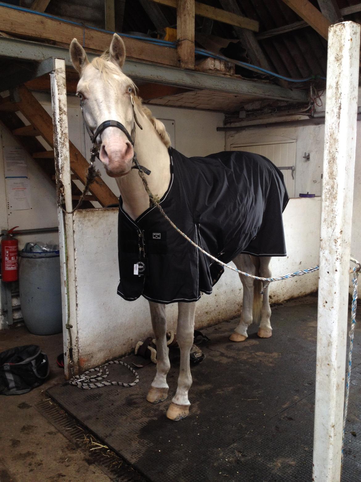 Palomino Brogaards Blue Blizzard billede 5