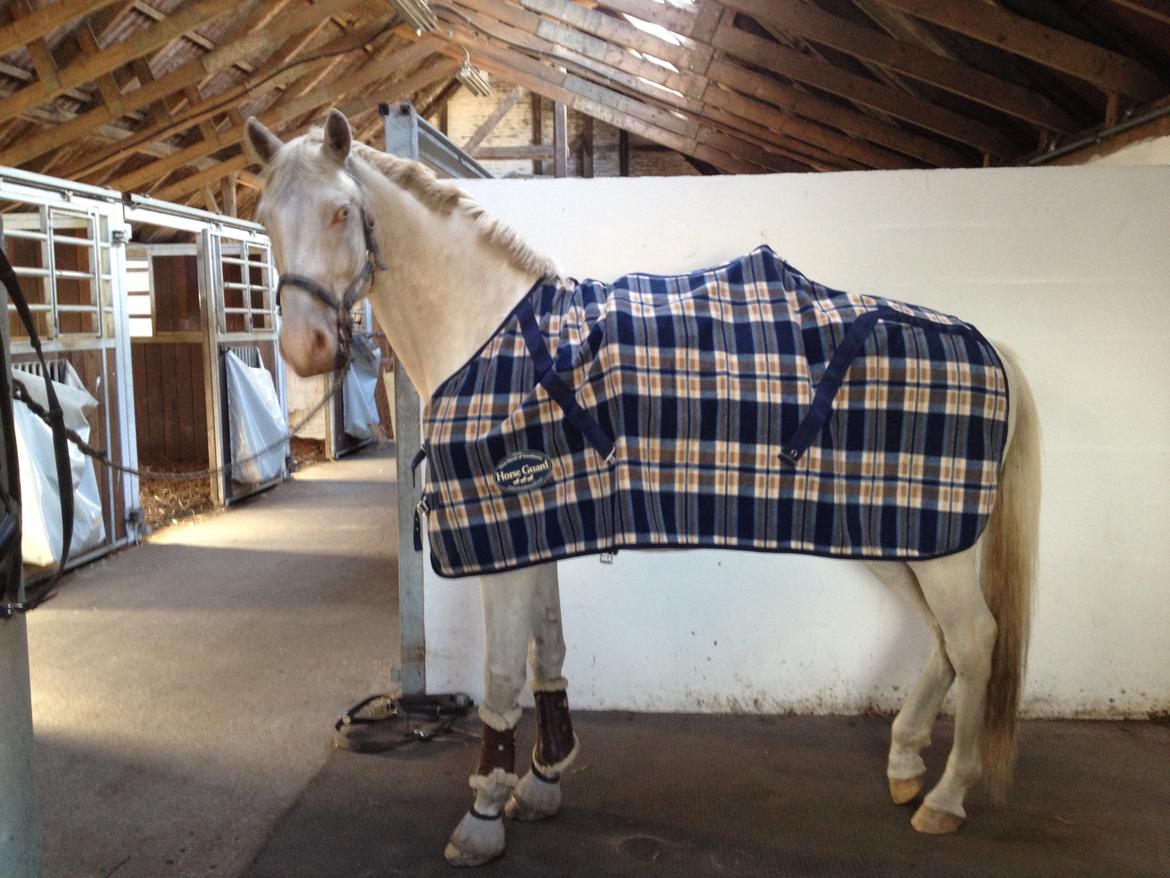 Palomino Brogaards Blue Blizzard billede 7