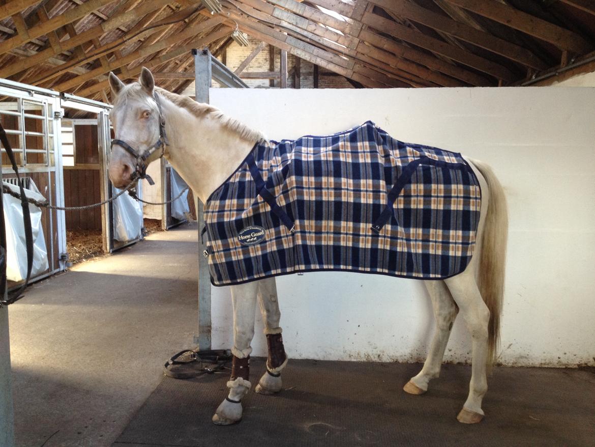 Palomino Brogaards Blue Blizzard billede 8