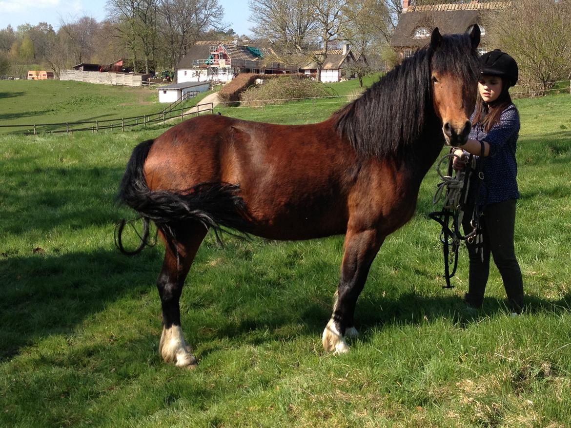 Welsh Pony af Cob-type (sec C) Gribsvads Rhapsodi billede 13