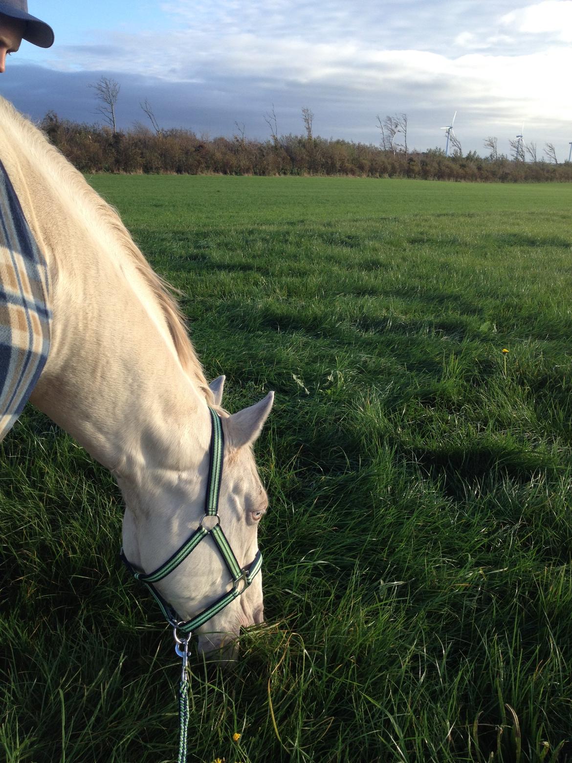 Palomino Brogaards Blue Blizzard billede 9