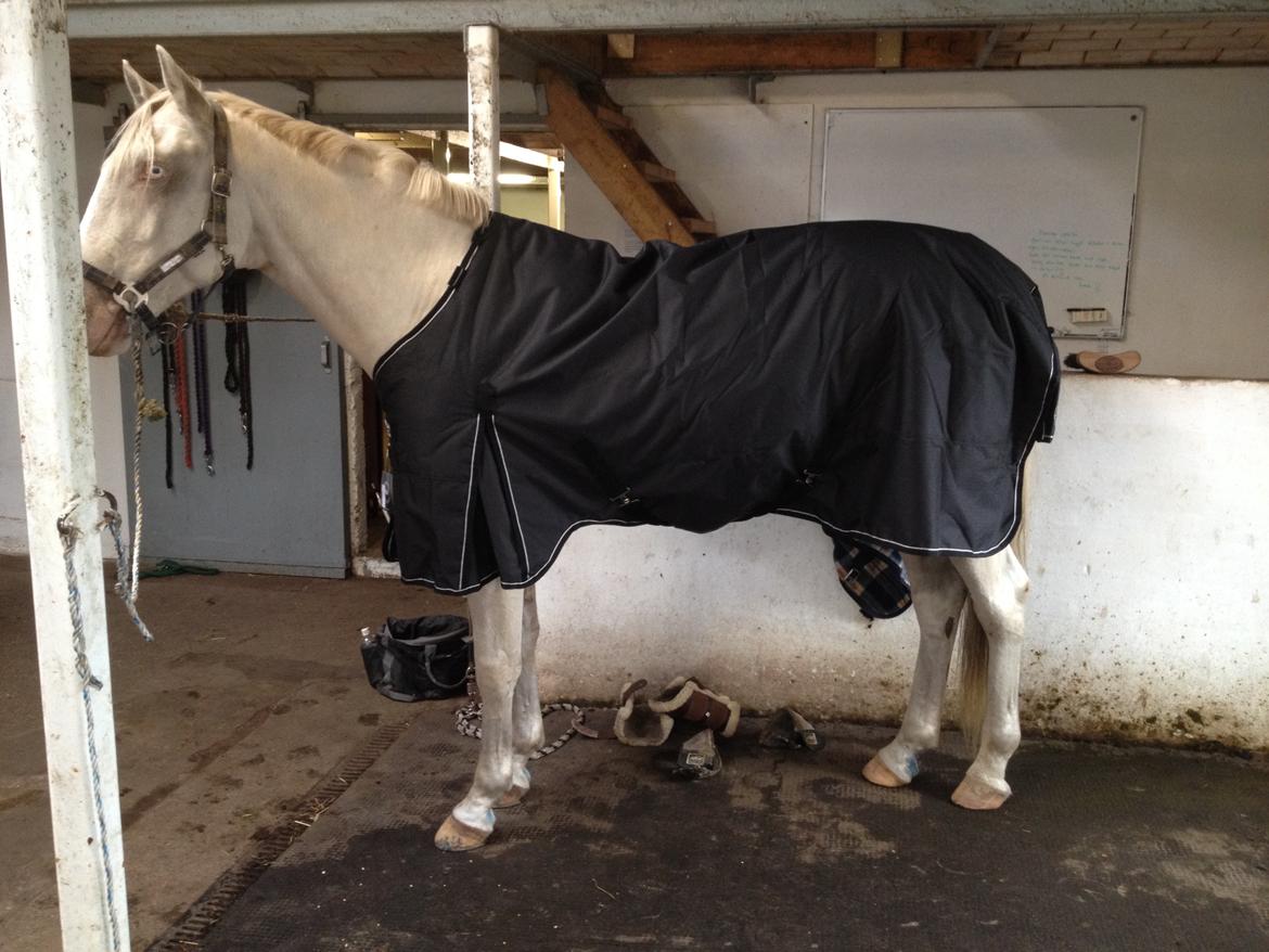 Palomino Brogaards Blue Blizzard billede 6