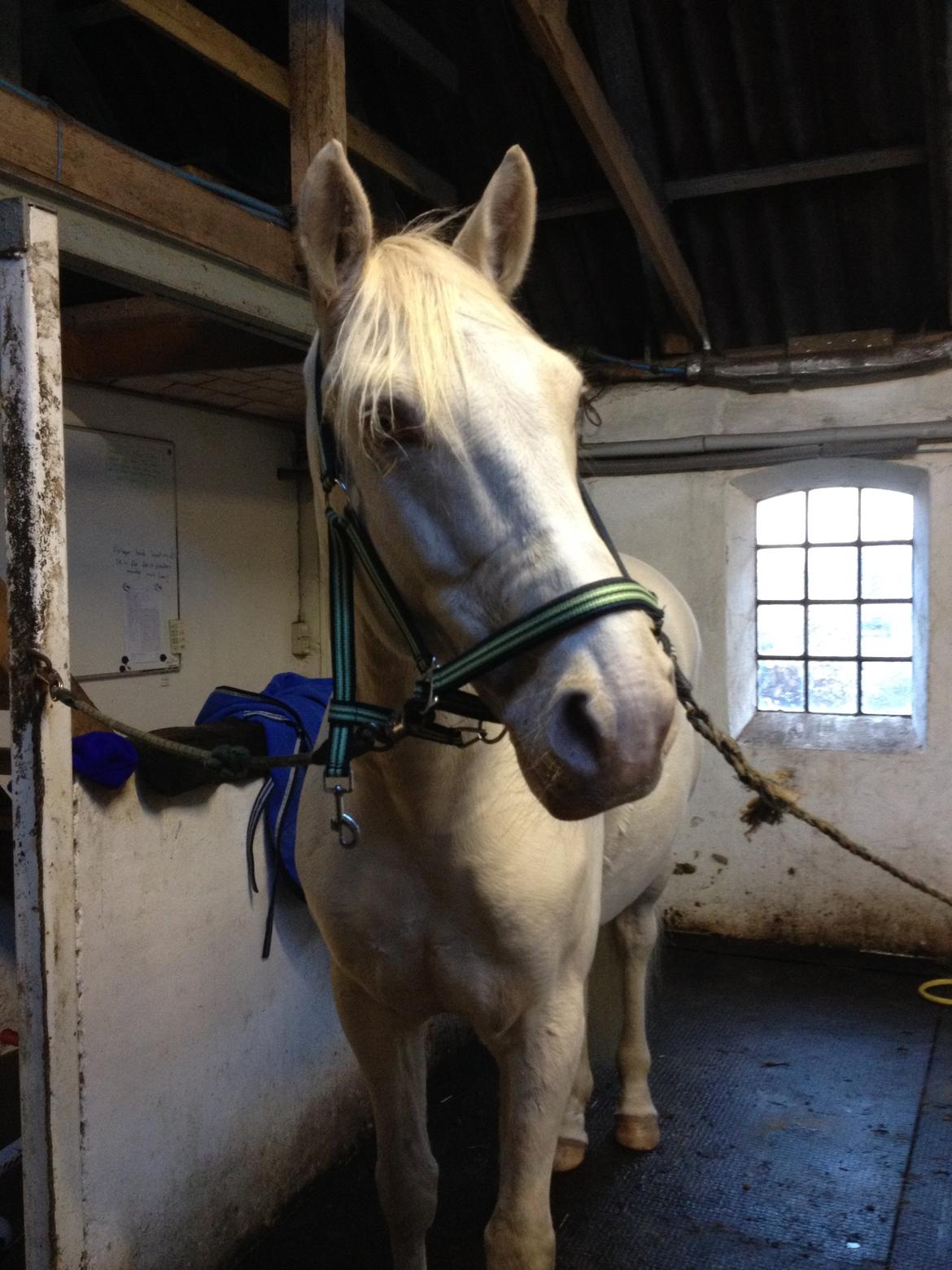 Palomino Brogaards Blue Blizzard billede 11