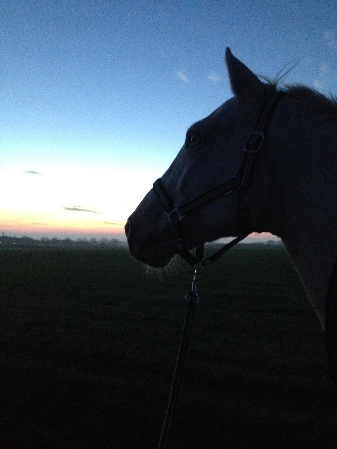 Palomino Brogaards Blue Blizzard billede 12