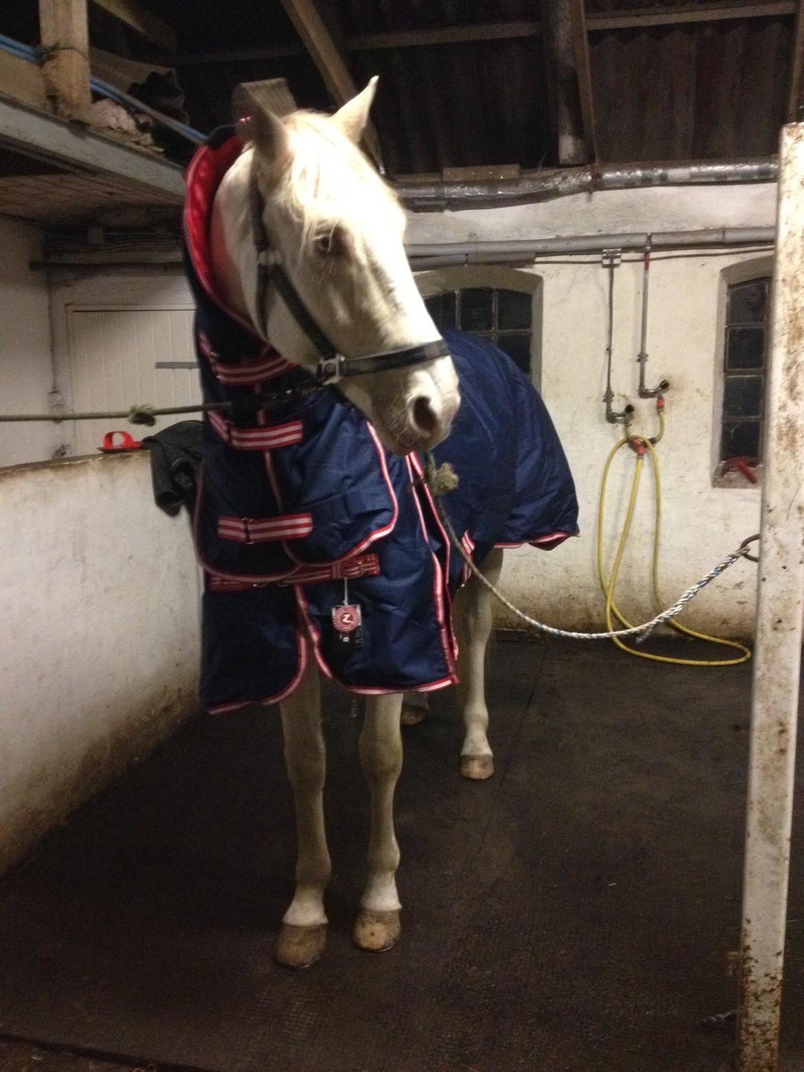 Palomino Brogaards Blue Blizzard billede 13