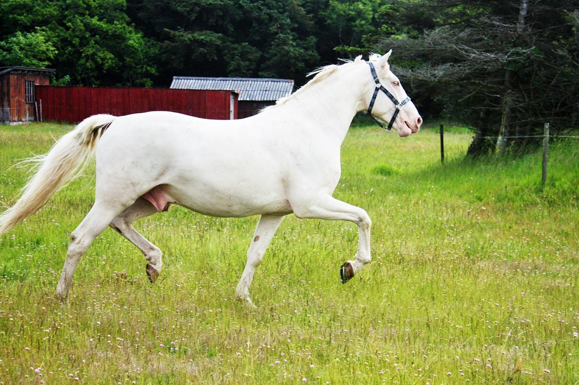 Palomino Brogaards Blue Blizzard billede 14