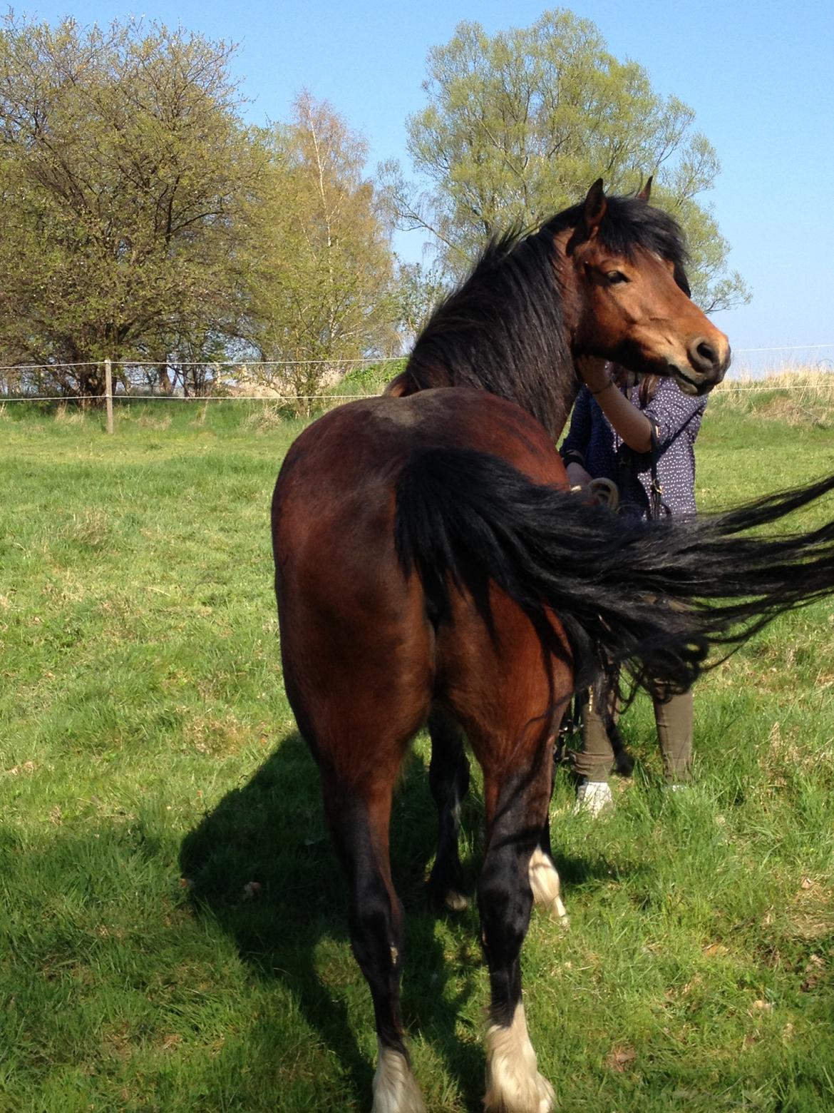 Welsh Pony af Cob-type (sec C) Gribsvads Rhapsodi billede 14